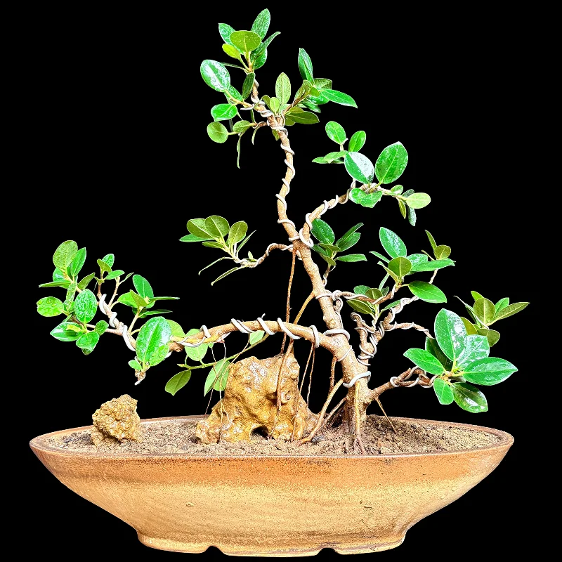 FICUS LONG ICELAND